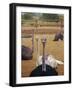 Ostrich Farm in Oudtshoorn, Little Karoo, South Affrica-Amanda Hall-Framed Photographic Print