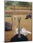 Ostrich Farm in Oudtshoorn, Little Karoo, South Affrica-Amanda Hall-Mounted Photographic Print