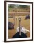 Ostrich Farm in Oudtshoorn, Little Karoo, South Affrica-Amanda Hall-Framed Photographic Print