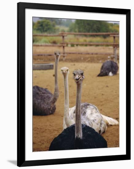 Ostrich Farm in Oudtshoorn, Little Karoo, South Affrica-Amanda Hall-Framed Photographic Print