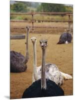 Ostrich Farm in Oudtshoorn, Little Karoo, South Affrica-Amanda Hall-Mounted Photographic Print