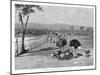 Ostrich Farm Near Port Augusta, South Australia, 1886-Frank P Mahony-Mounted Giclee Print