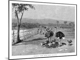 Ostrich Farm Near Port Augusta, South Australia, 1886-Frank P Mahony-Mounted Giclee Print