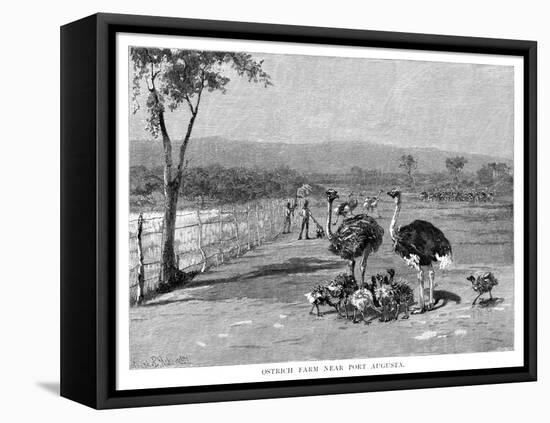 Ostrich Farm Near Port Augusta, South Australia, 1886-Frank P Mahony-Framed Stretched Canvas