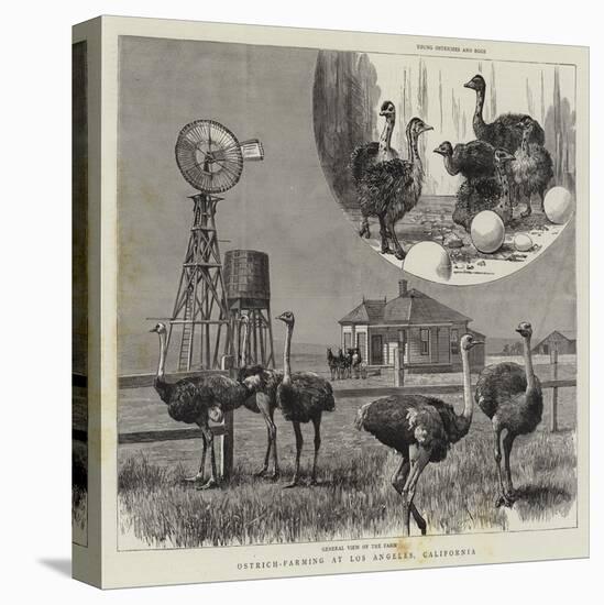 Ostrich-Farming at Los Angeles, California-null-Stretched Canvas