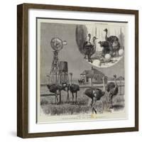 Ostrich-Farming at Los Angeles, California-null-Framed Giclee Print