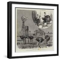 Ostrich-Farming at Los Angeles, California-null-Framed Giclee Print