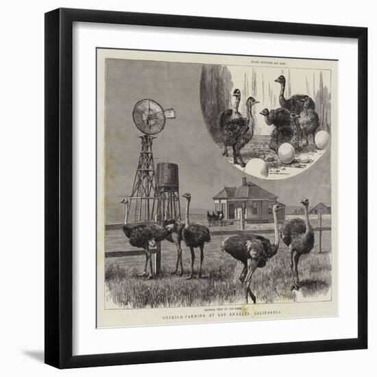 Ostrich-Farming at Los Angeles, California-null-Framed Giclee Print