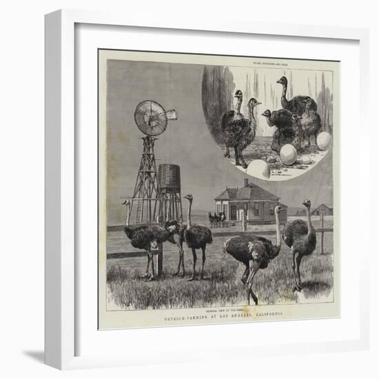 Ostrich-Farming at Los Angeles, California-null-Framed Giclee Print