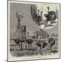 Ostrich-Farming at Los Angeles, California-null-Mounted Giclee Print