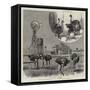 Ostrich-Farming at Los Angeles, California-null-Framed Stretched Canvas