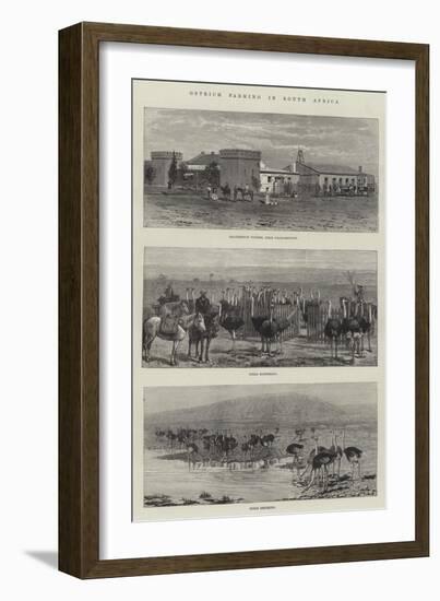 Ostrich Farming in South Africa-null-Framed Giclee Print