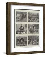 Ostrich Farming in South Africa-null-Framed Giclee Print
