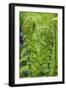 Ostrich Fern or Shuttlecock Fern Fiddlehead Edible-null-Framed Photographic Print