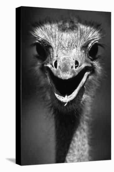 Ostrich Head-null-Stretched Canvas