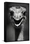 Ostrich Head-null-Framed Stretched Canvas