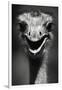 Ostrich Head-null-Framed Premium Photographic Print