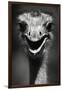 Ostrich Head-null-Framed Premium Photographic Print