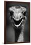 Ostrich Head-null-Framed Premium Photographic Print