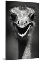 Ostrich Head-null-Mounted Premium Photographic Print