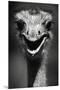 Ostrich Head-null-Mounted Premium Photographic Print