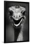 Ostrich Head-null-Framed Premium Photographic Print