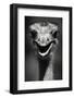 Ostrich Head-null-Framed Photographic Print