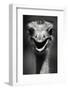 Ostrich Head-null-Framed Photographic Print