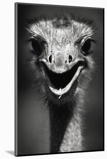 Ostrich Head-null-Mounted Photographic Print