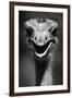 Ostrich Head-null-Framed Photographic Print