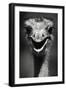 Ostrich Head-null-Framed Photographic Print