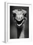 Ostrich Head-null-Framed Photographic Print
