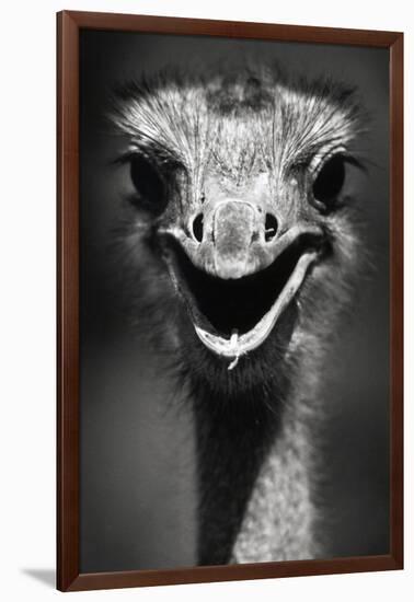 Ostrich Head-null-Framed Photographic Print