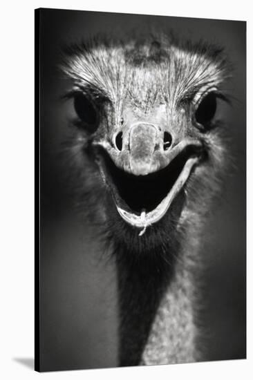 Ostrich Head-null-Stretched Canvas