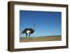 Ostrich in a Pasture-Paul Souders-Framed Photographic Print