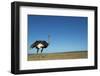 Ostrich in a Pasture-Paul Souders-Framed Photographic Print