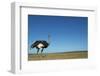 Ostrich in a Pasture-Paul Souders-Framed Photographic Print