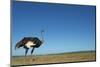 Ostrich in a Pasture-Paul Souders-Mounted Photographic Print