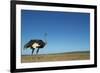 Ostrich in a Pasture-Paul Souders-Framed Photographic Print