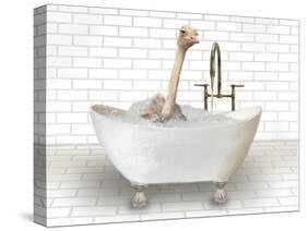 Ostrich In Bathtub-Matthew Piotrowicz-Stretched Canvas