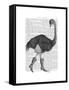 Ostrich in Boots-Fab Funky-Framed Stretched Canvas