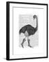 Ostrich in Boots-Fab Funky-Framed Art Print