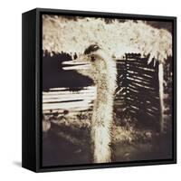 Ostrich in Profile-Theo Westenberger-Framed Stretched Canvas