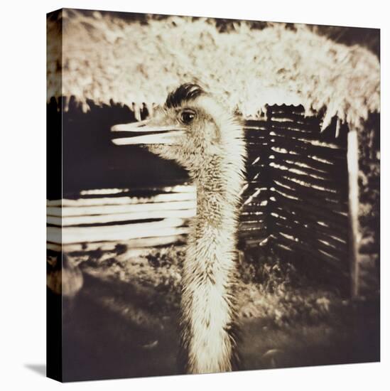 Ostrich in Profile-Theo Westenberger-Stretched Canvas