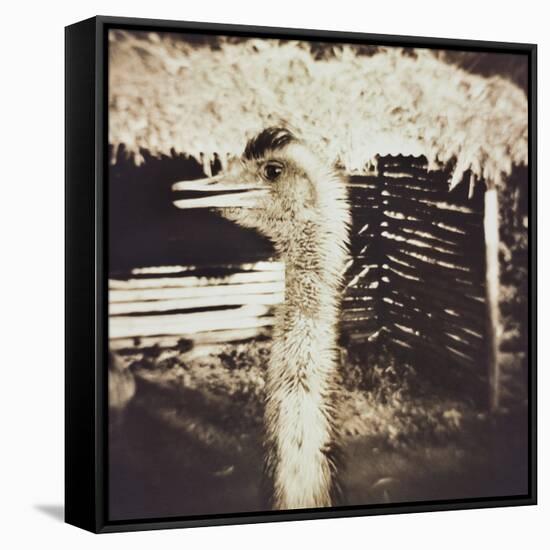 Ostrich in Profile-Theo Westenberger-Framed Stretched Canvas