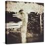 Ostrich in Profile-Theo Westenberger-Stretched Canvas