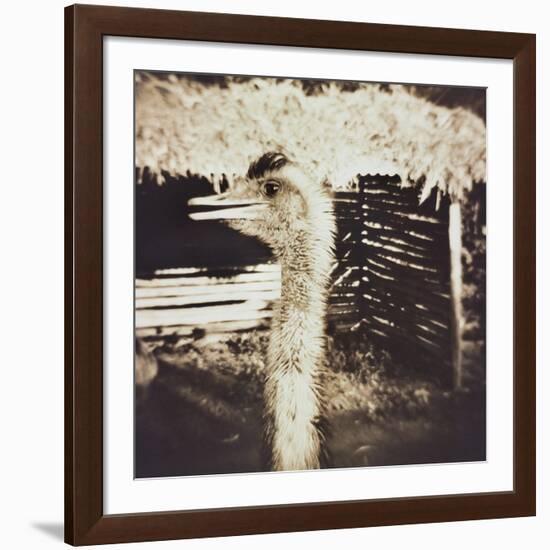 Ostrich in Profile-Theo Westenberger-Framed Photographic Print