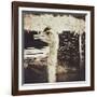 Ostrich in Profile-Theo Westenberger-Framed Photographic Print