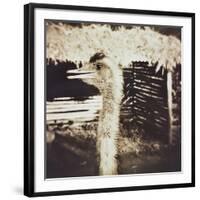 Ostrich in Profile-Theo Westenberger-Framed Photographic Print