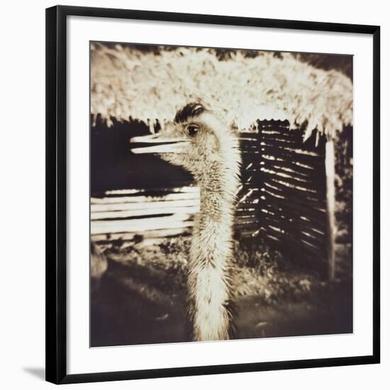 Ostrich in Profile-Theo Westenberger-Framed Photographic Print